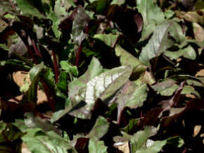 Foliage of beetroot